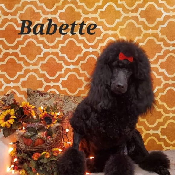 Meet your Posher, Adele - Picture 4 of 5